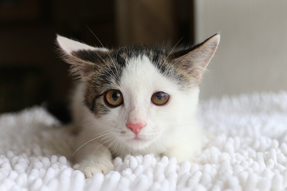 Photograph by Светлана Бевза