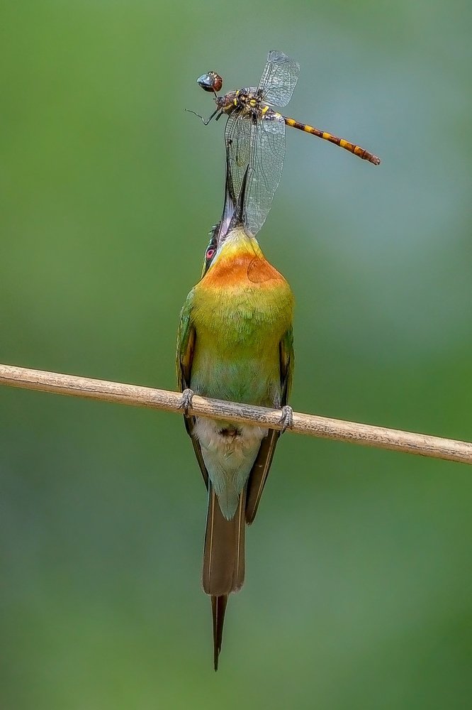 Blue tailed bee eater