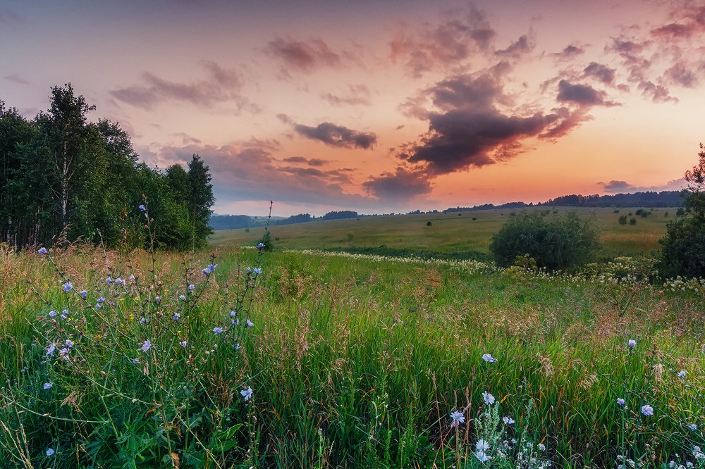 Цветущий цикорий.