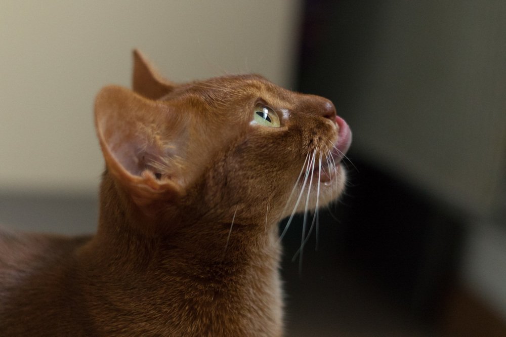 Photograph by Елена Загородская