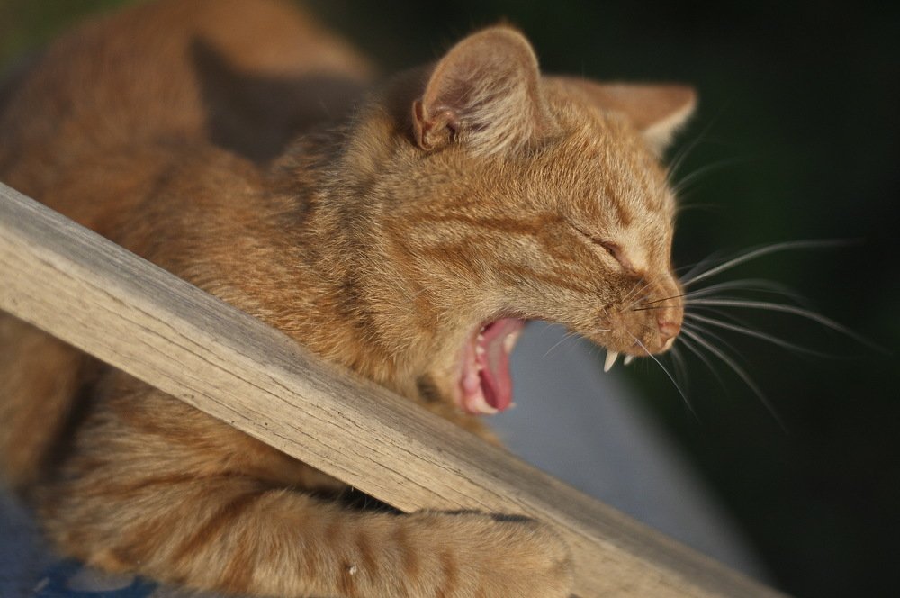 Страшный зверь..