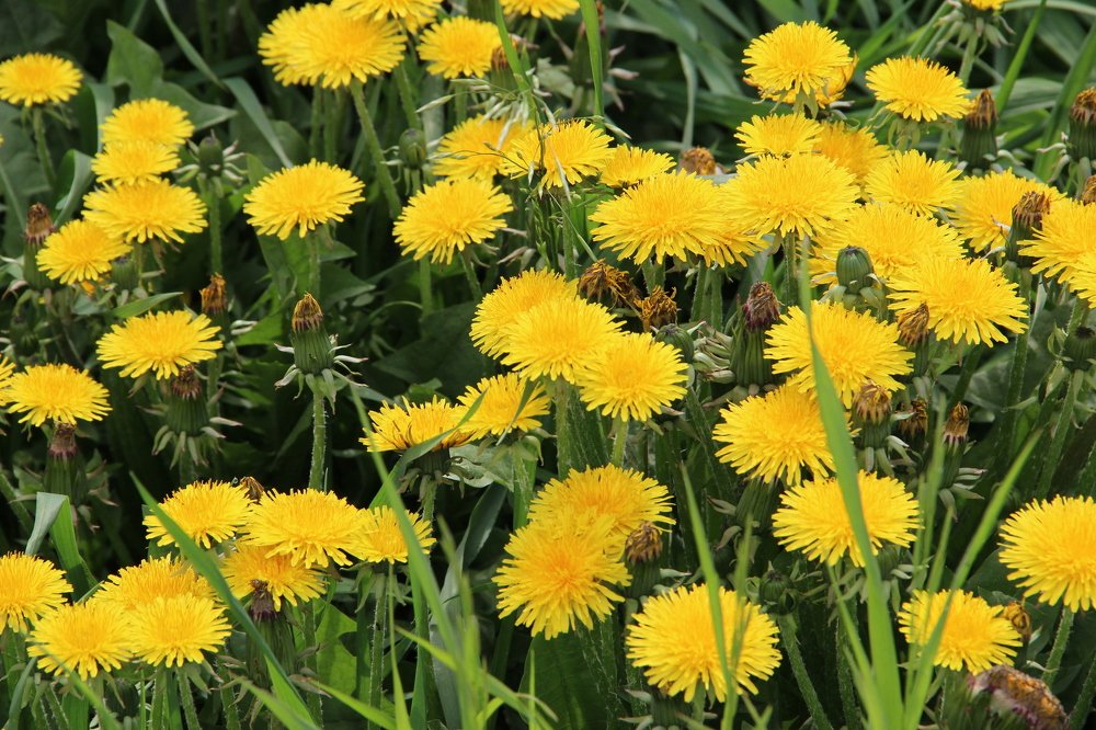 Солнышки на ножках