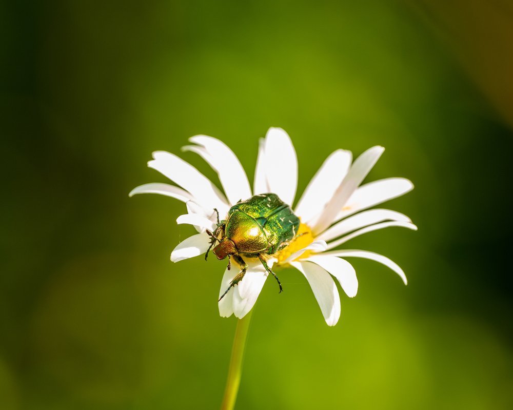 Photograph by Photons Reflectitur