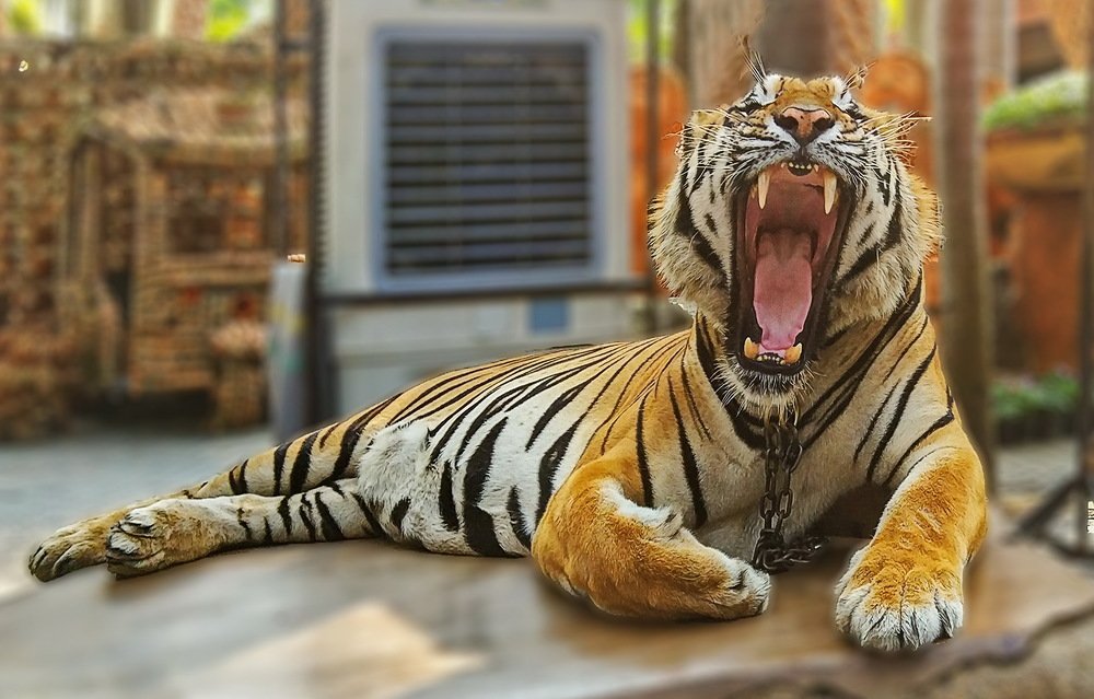 Улыбка тигра