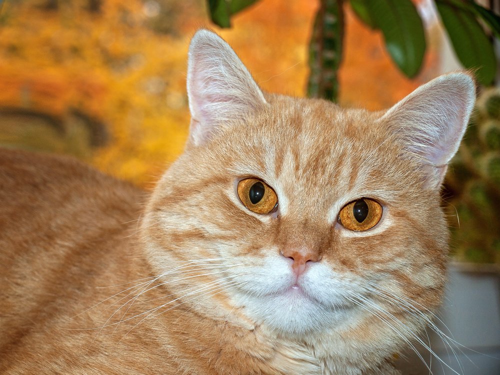 Осенний портрет