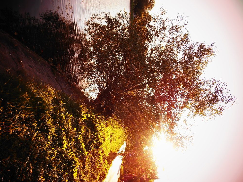 Солнечный свет