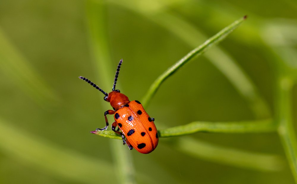 Common asparagus beetle