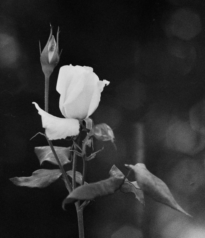 A rose Is a rose, is a rose (from a Borges poem)