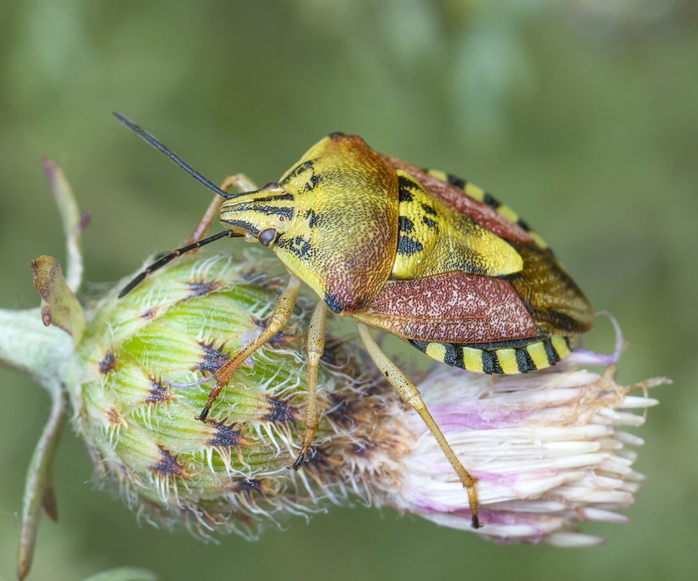 Модный клоп