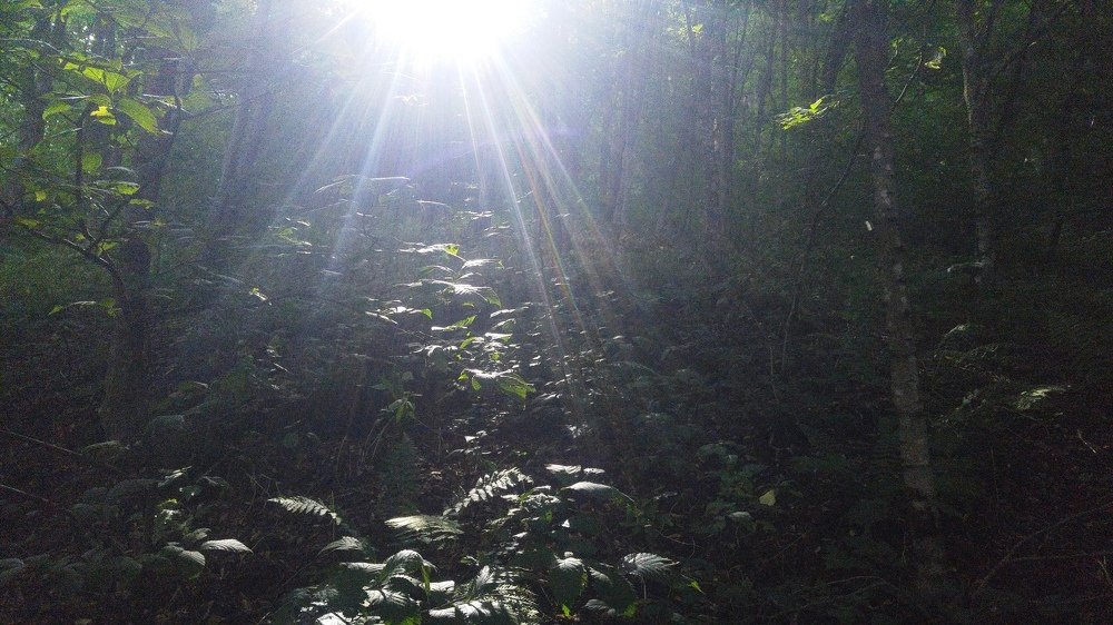 Light in forest