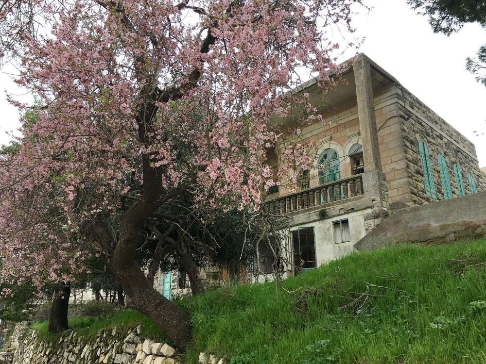 Beautiful Bloom in Spring Time