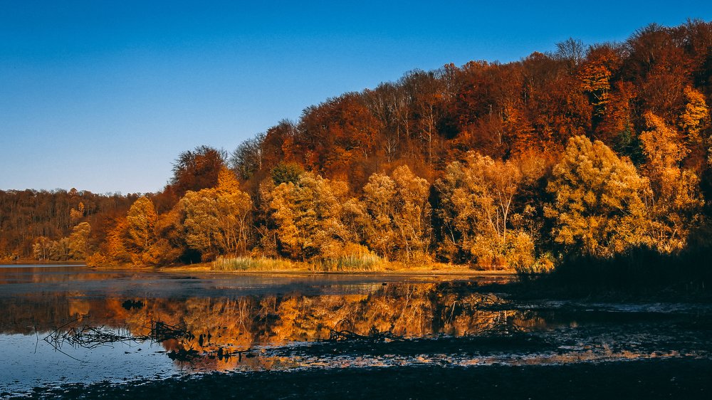 Reflection lake forest