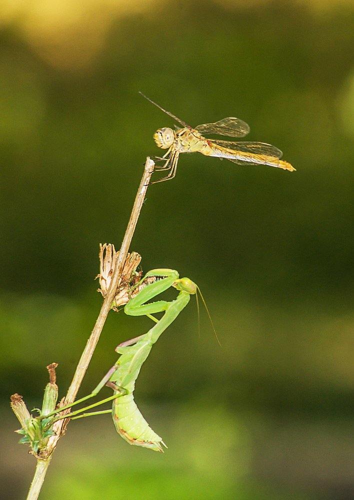 Перед атакой!