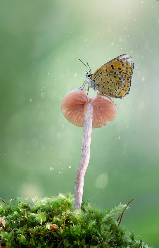 Лесная  история.