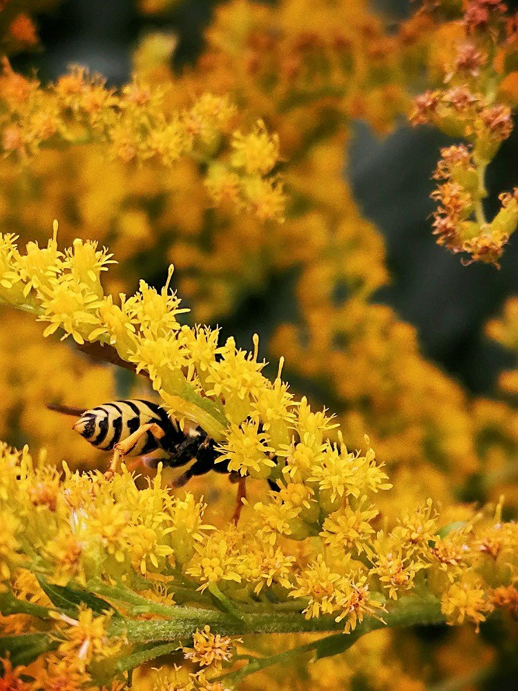 Оса в цветах