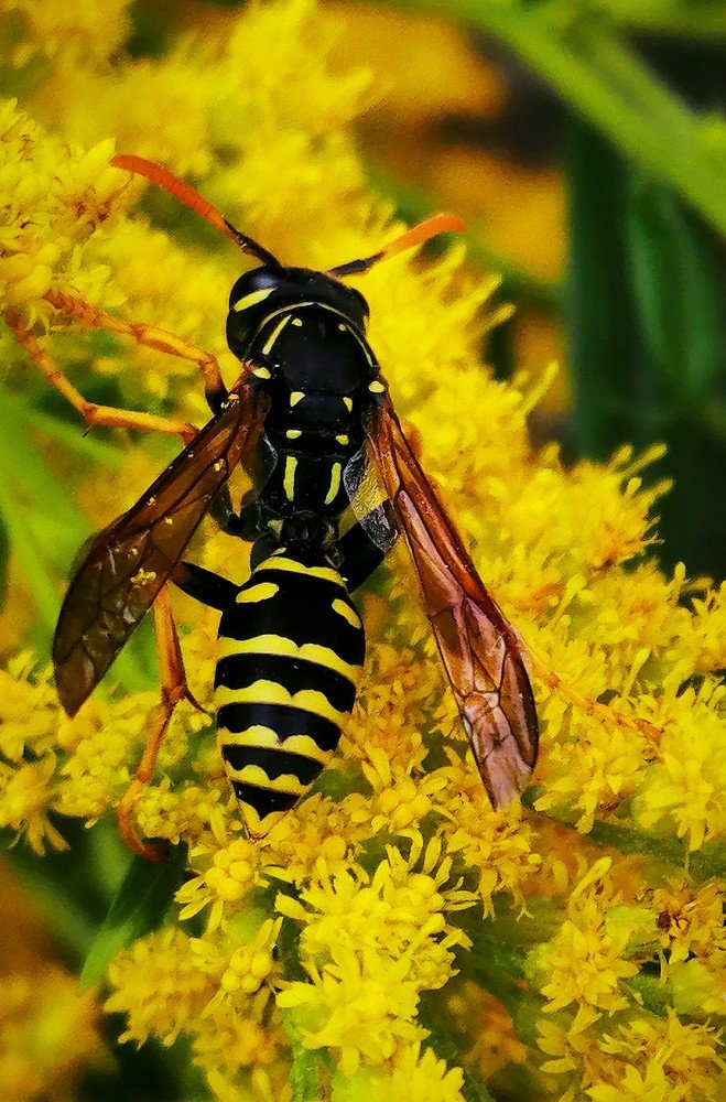 Жёлтое на жёлтом