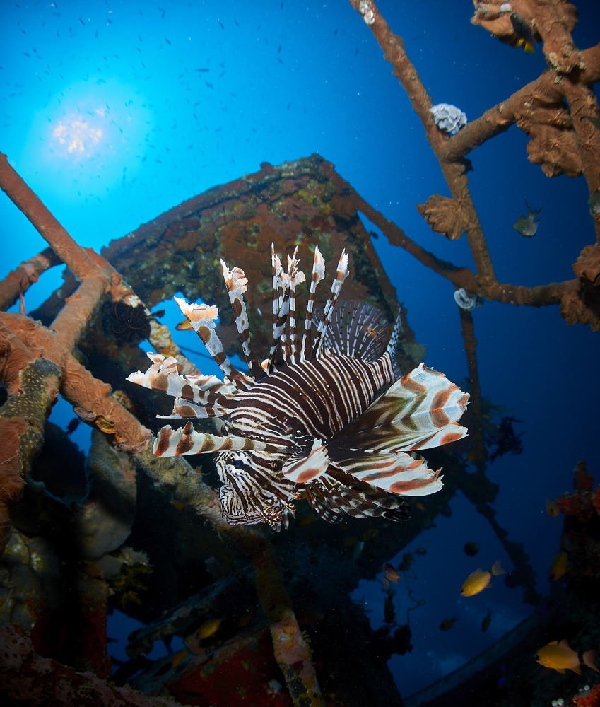 Lionfish on the wreck