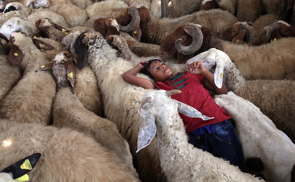 A Palestinian child lies on the sheep in a cattle market in Gaza City