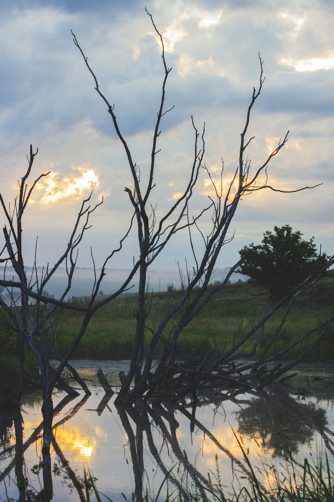 Сухие деревья.