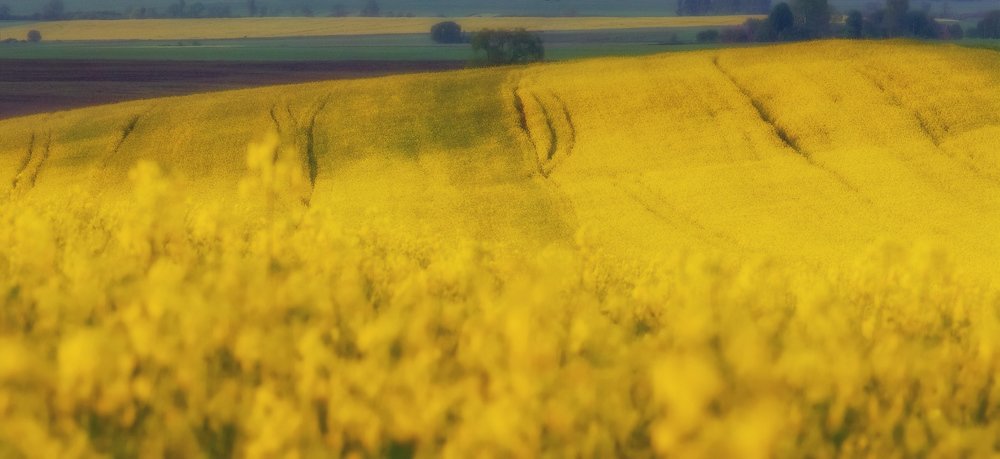 Море волнуется раз...