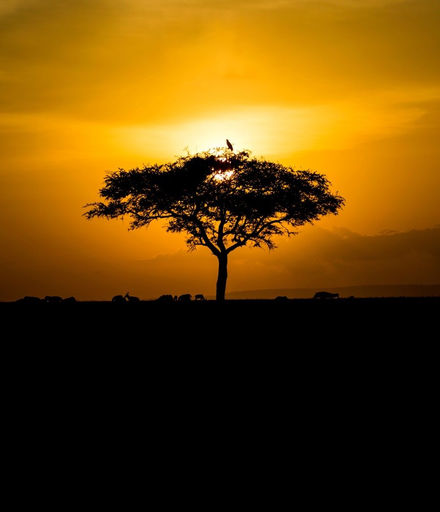 Grazing in the last light