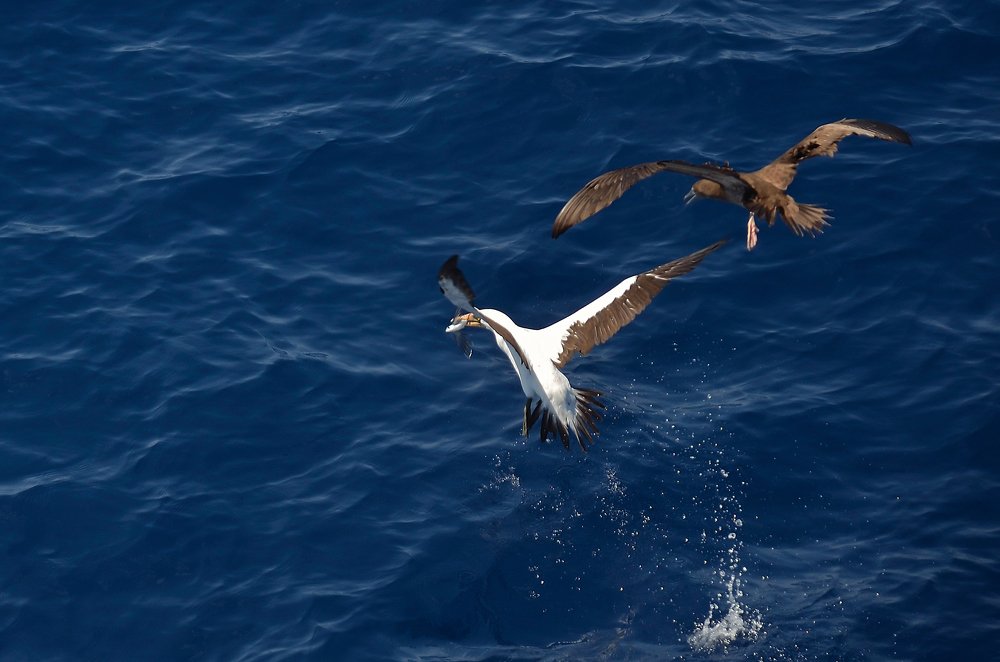 Два альбатроса в погоне за добычей