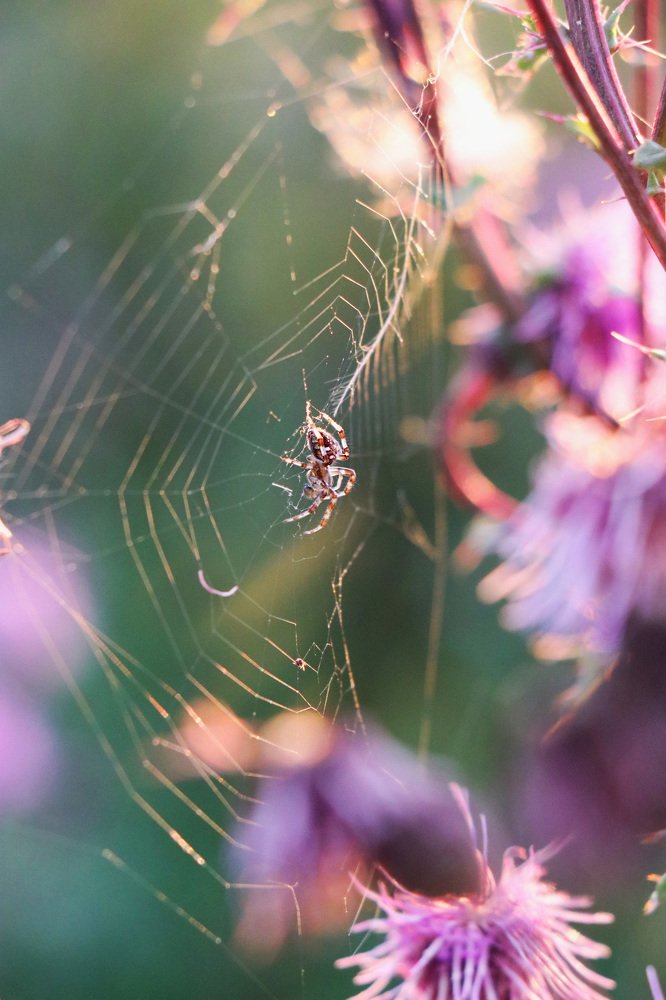 Природа на закате