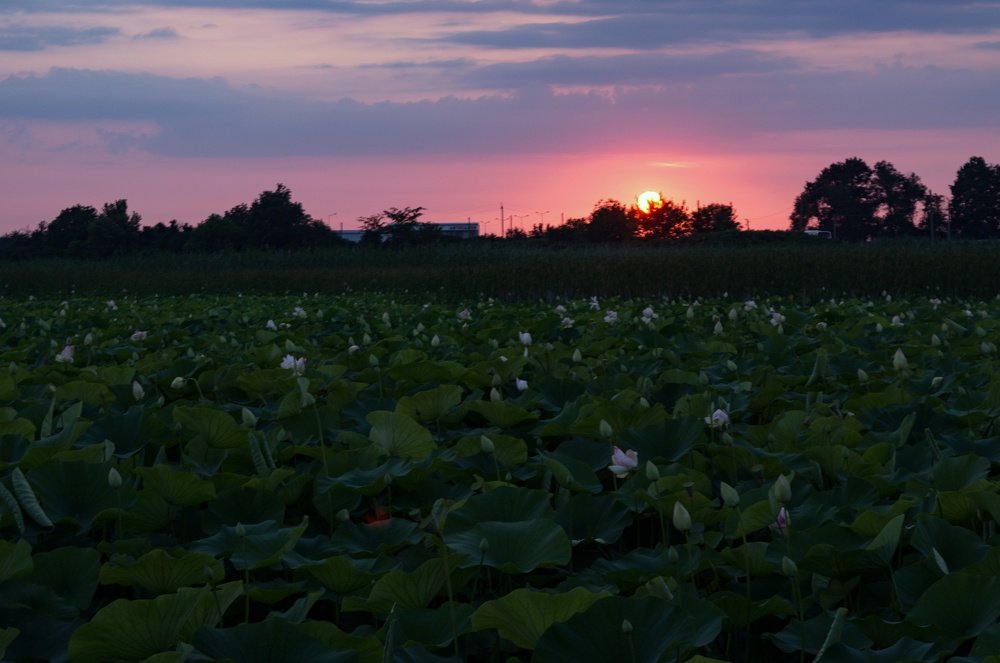 Sunset on the Lotus Lake