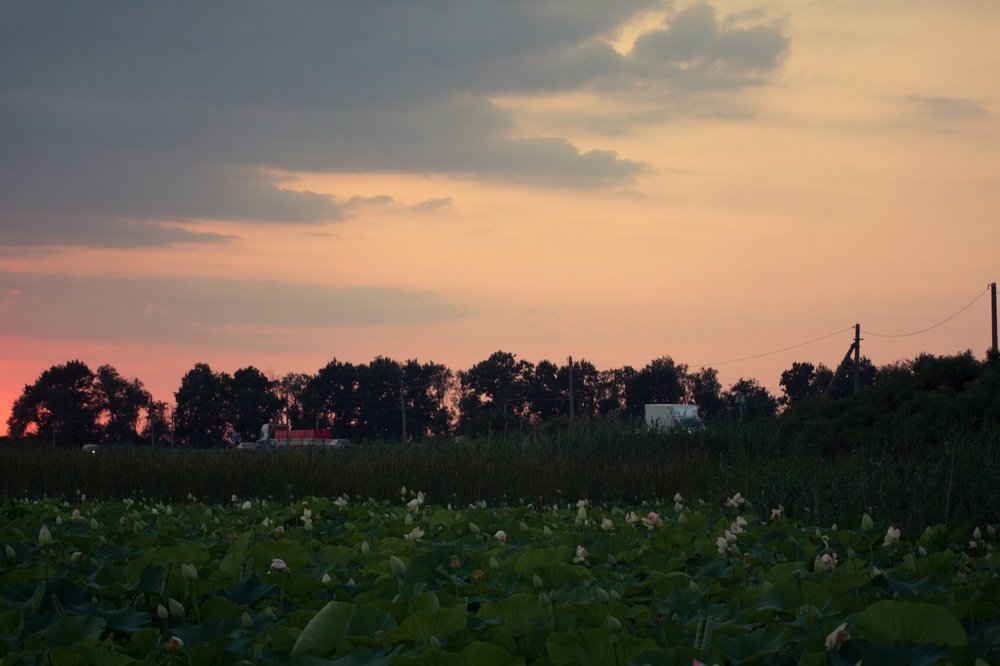 Lotuses, clouds in the sunset time.