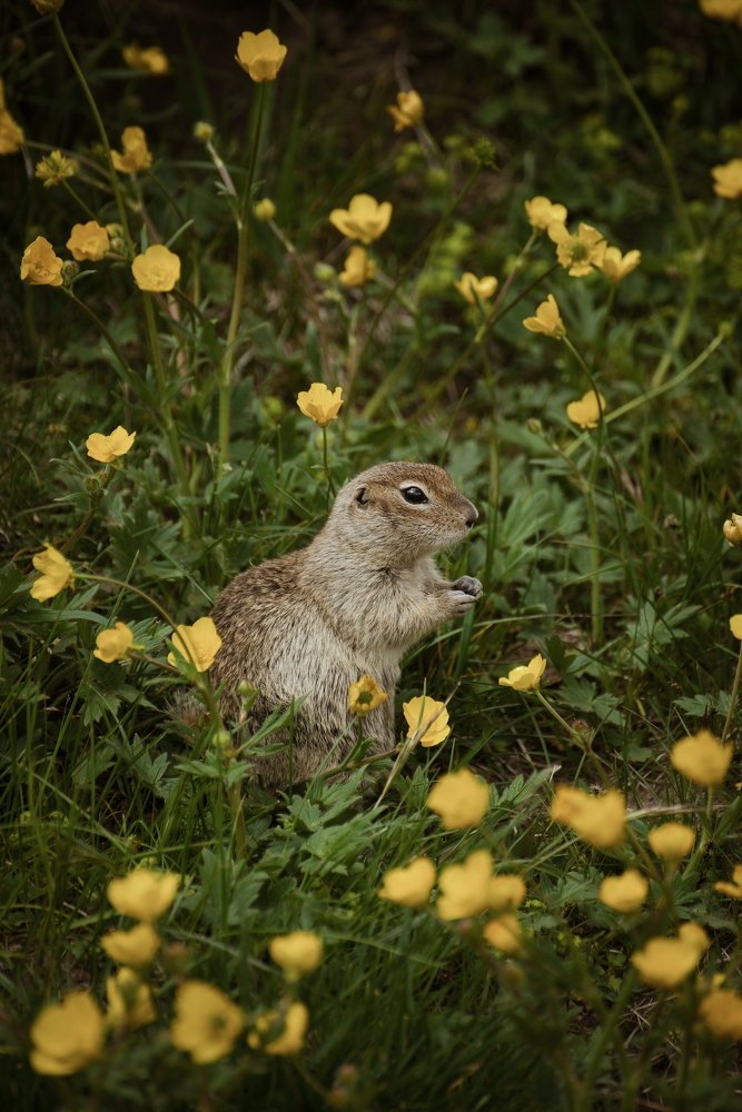 Кавказский Суслик