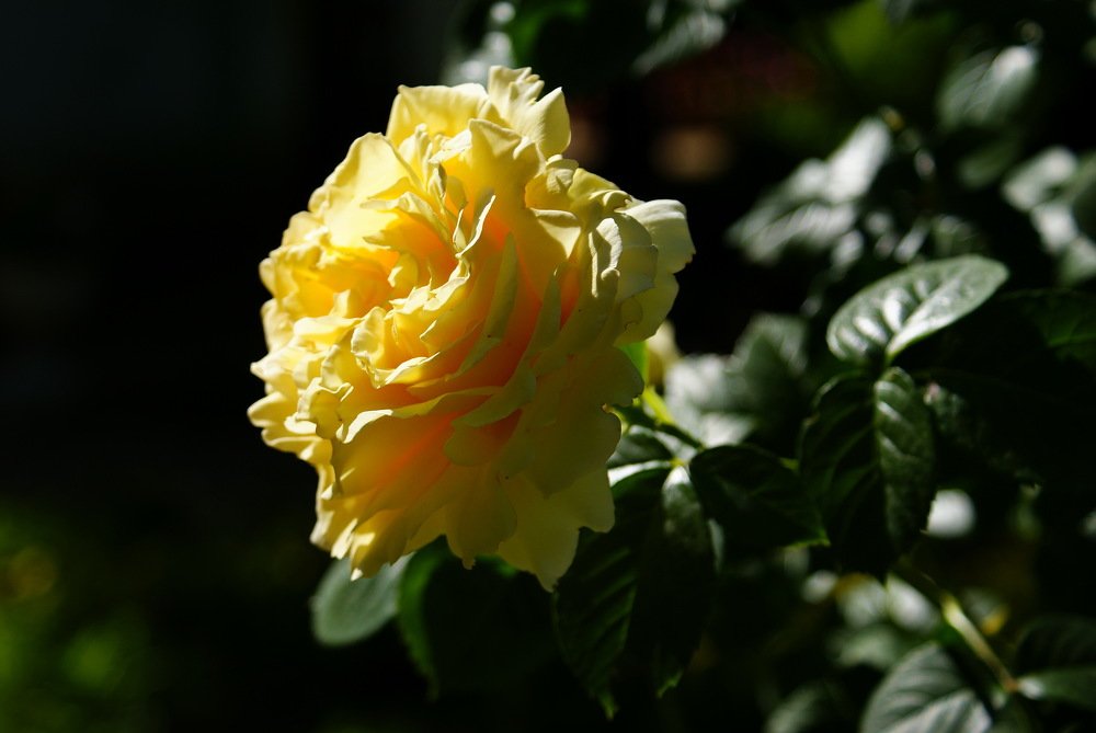 Фотография автора Анатолий Мироненко