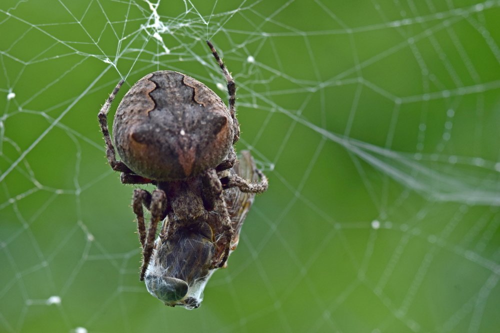 паук-крестовик (Araneus circus)