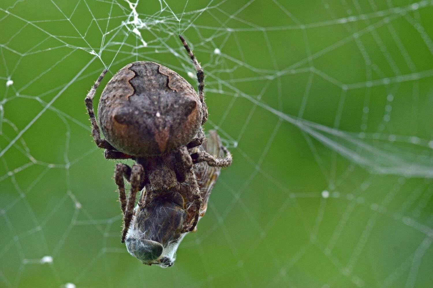 паук-крестовик (Araneus circus)