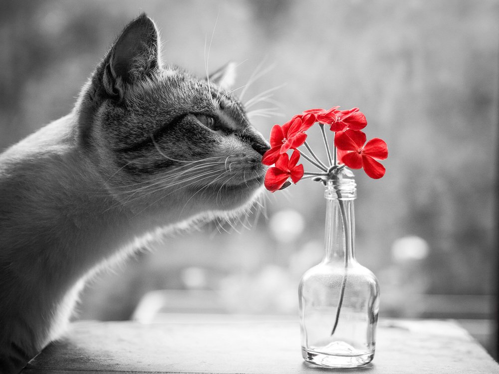 Cat and flowers