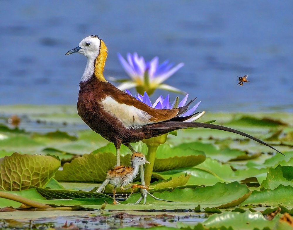 Pheasant tailed jacana