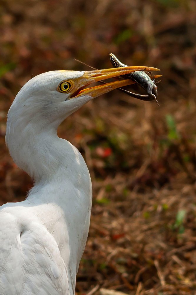 Eyes of Prey and Predator