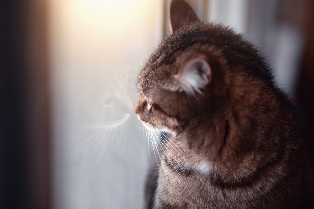 Отражение в морозном стекле