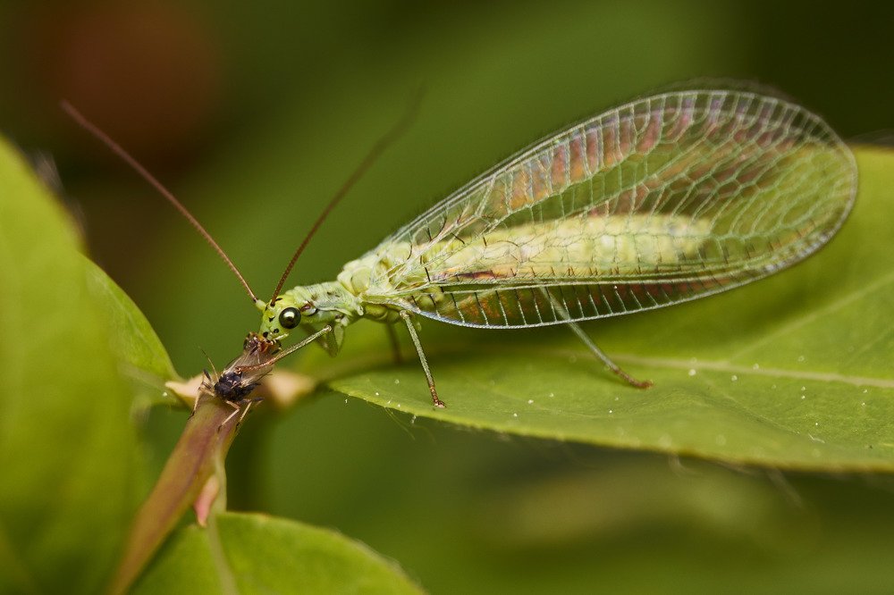 Удачная охота