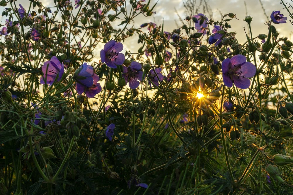 Field geranium in the morning light