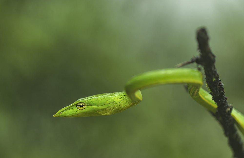 Pose for Photography