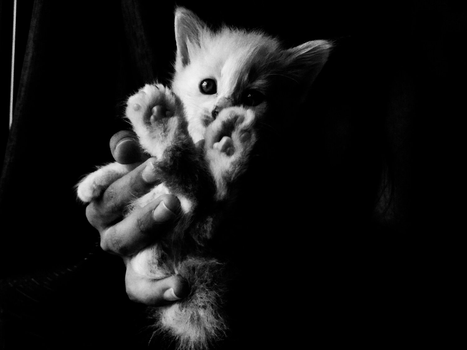 White cat