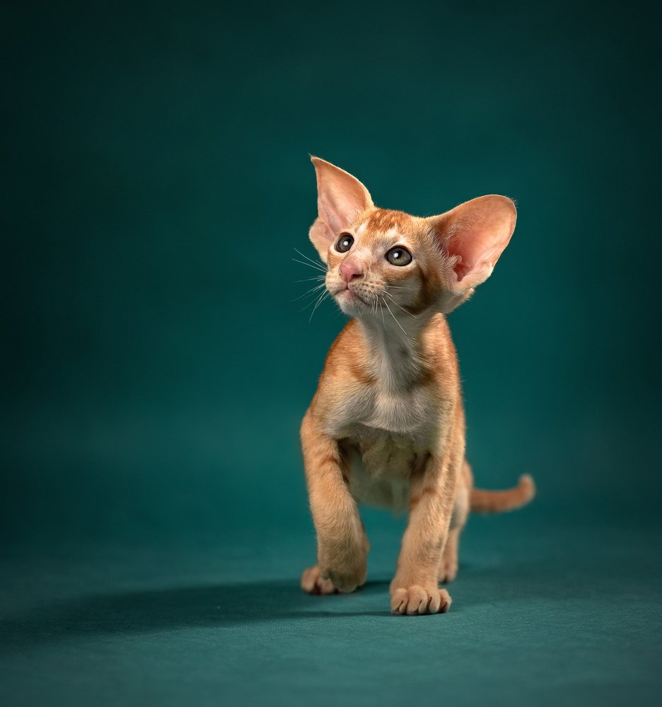 Photograph by Ирина Карпова