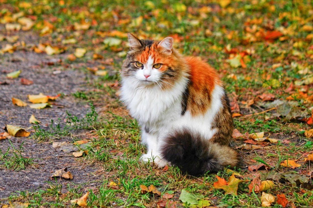 Кошка-цвета осени!