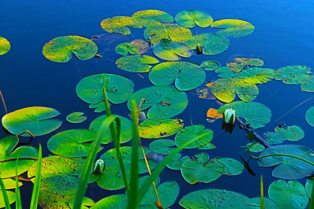 летом на реке цветут лилии