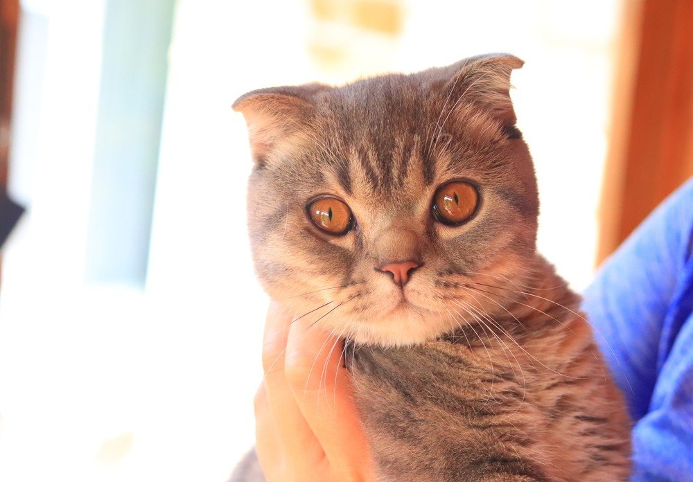 котенок - младенец