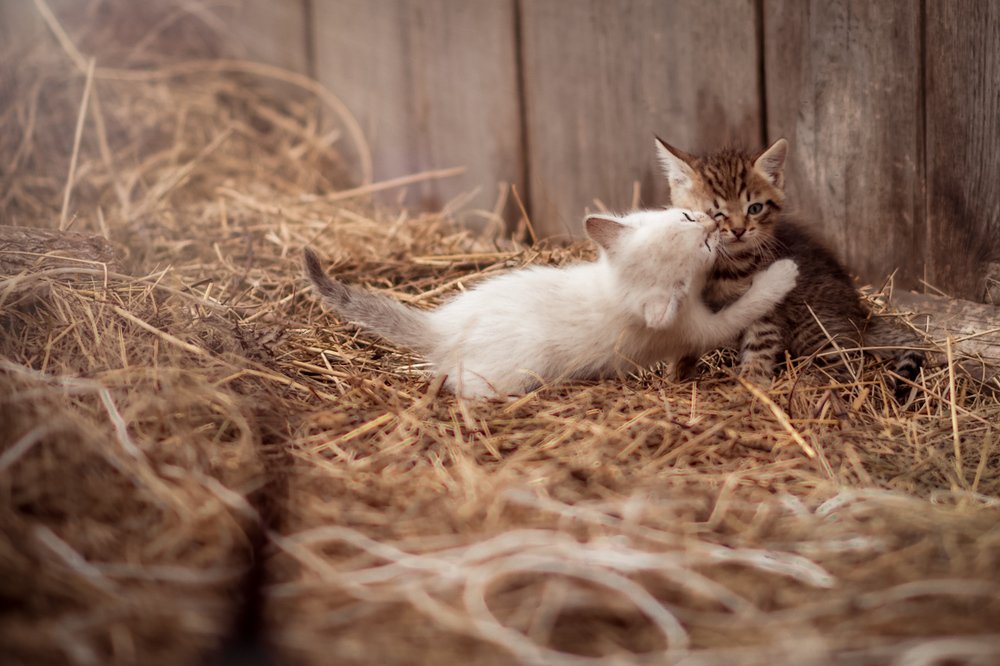 Мальчик и девочка