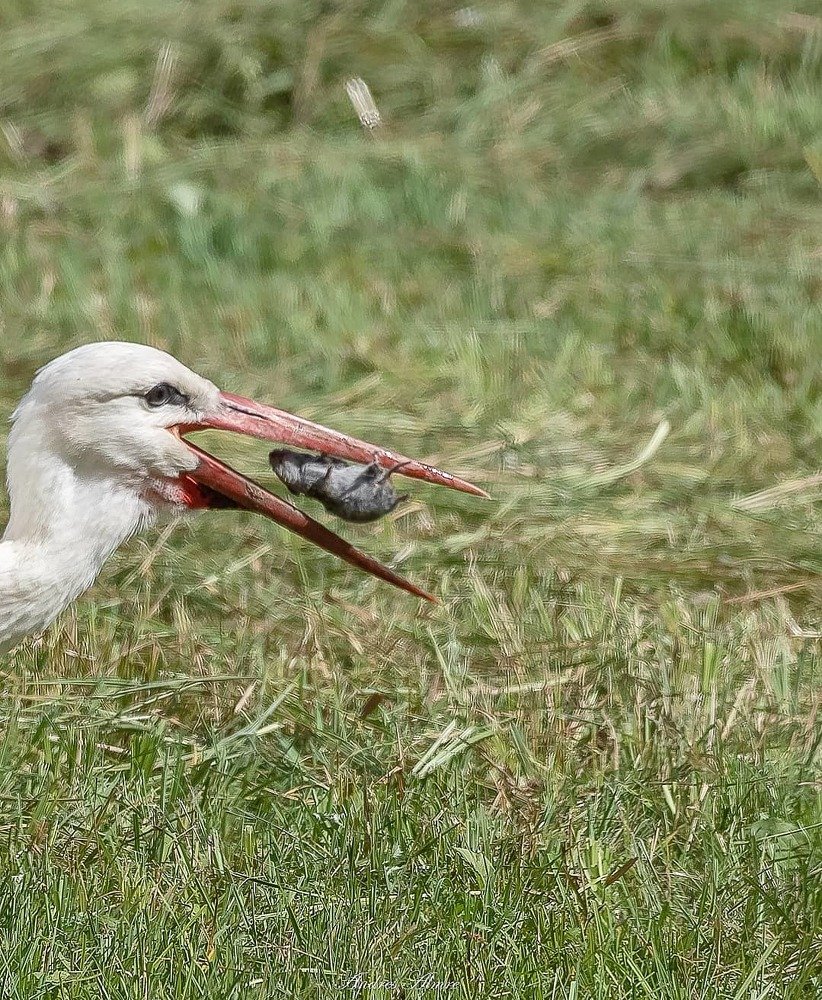 Stork  (Ciconia ciconia)