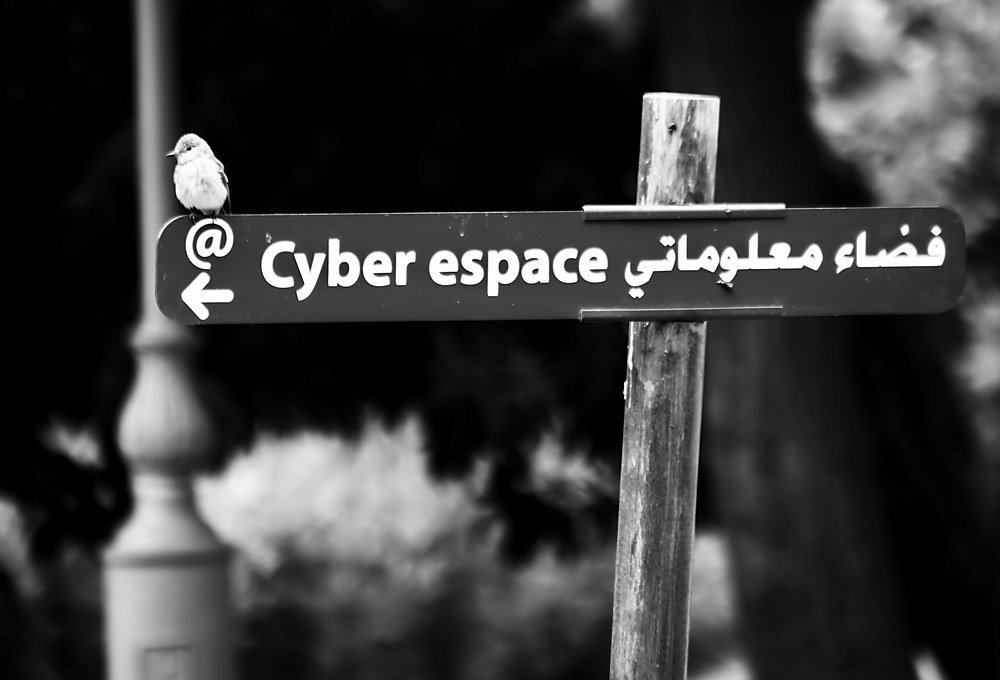 Bird @ the cyberspace