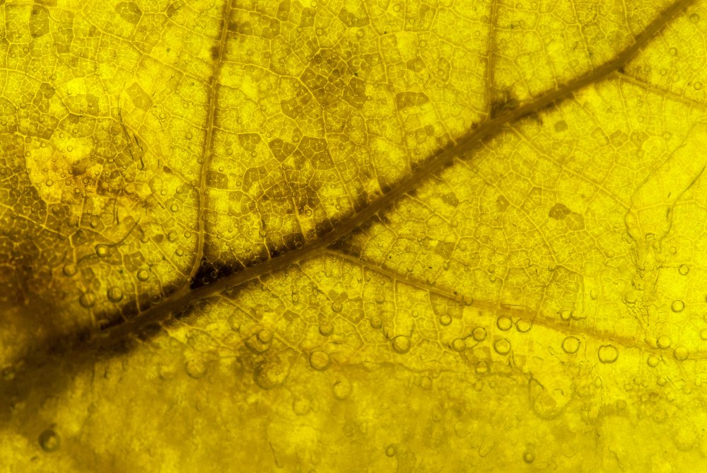 yellow leaf trapped in ice