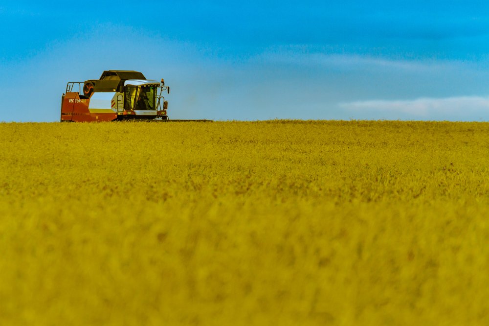Уборка пшеницы